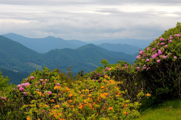 Rhododendrons and Mountains in North Carolina, USA