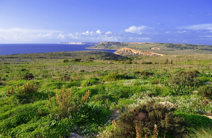 Coastal landscape with green fields and sea in Malta