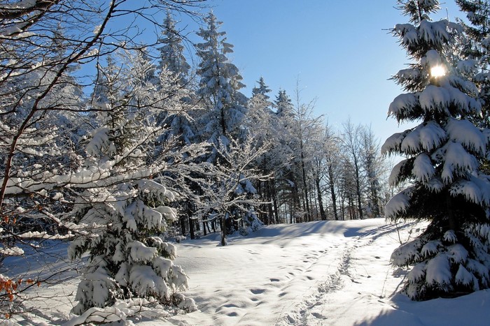 Snowy forest path with sunlit trees
