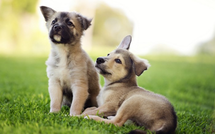 Two puppies sitting on grass