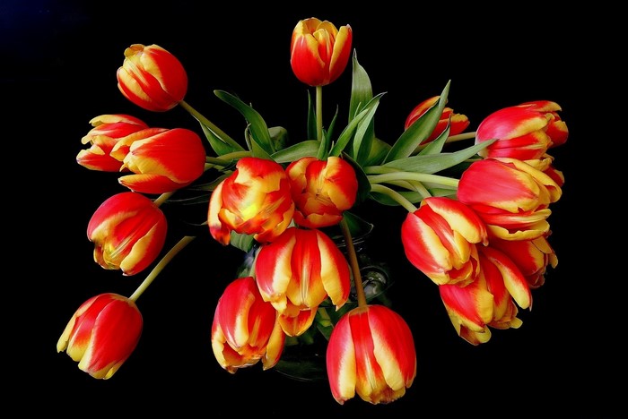 Red and yellow tulips in a vase