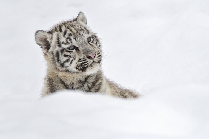 White tiger cub in snow
