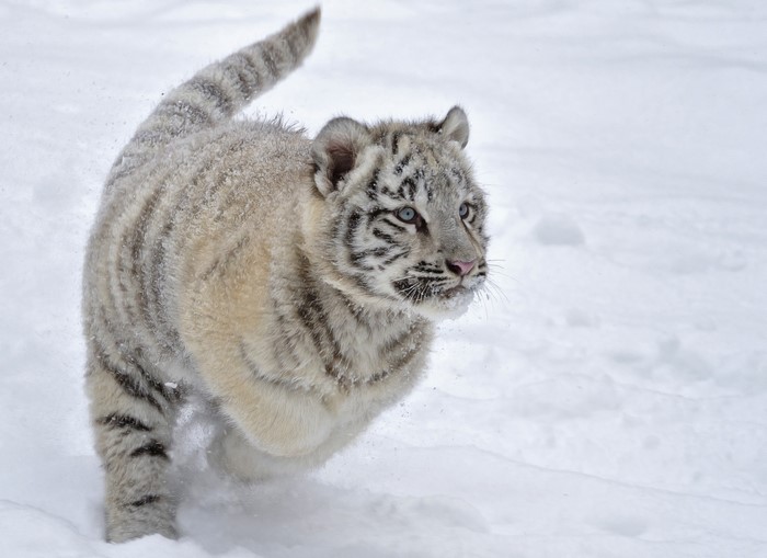 White tiger cub running in snow