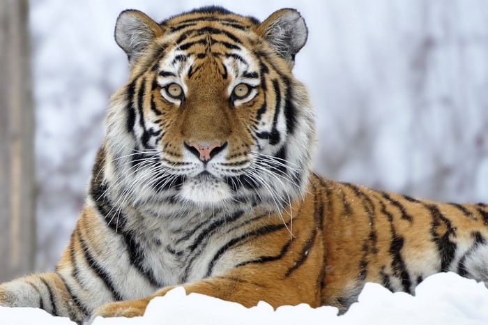 Tiger lying in the snow