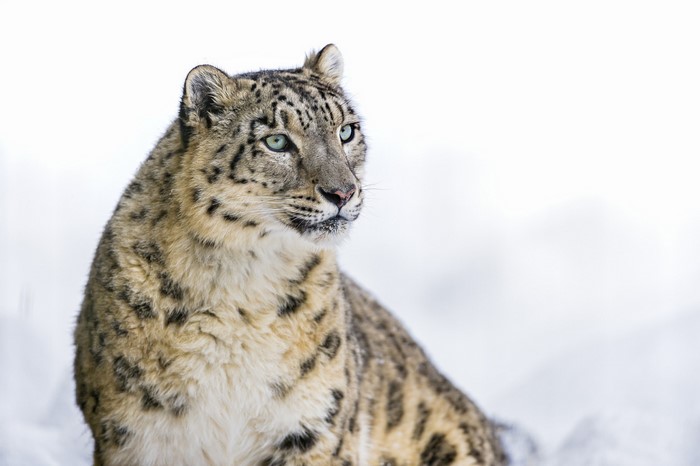 Snow leopard looking to the side