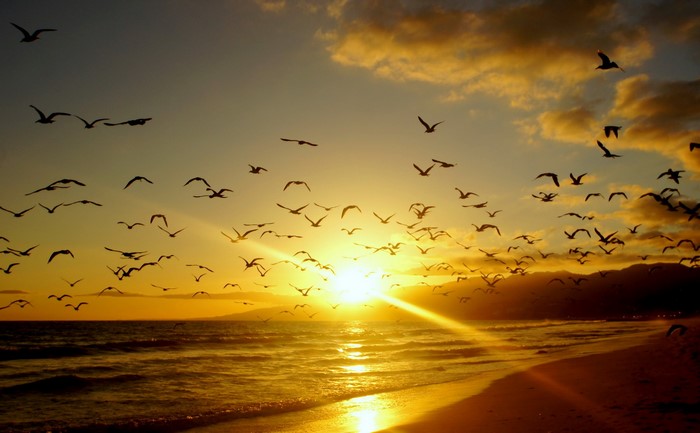 Sunset with Birds Over Malibu Coast