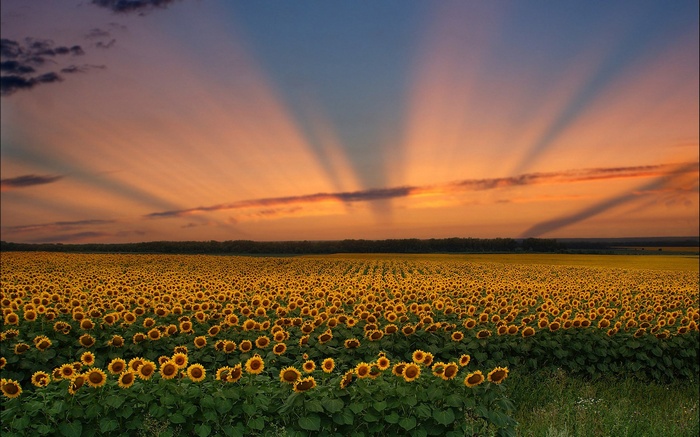 Field of sunflowers at sunset with crepuscular rays