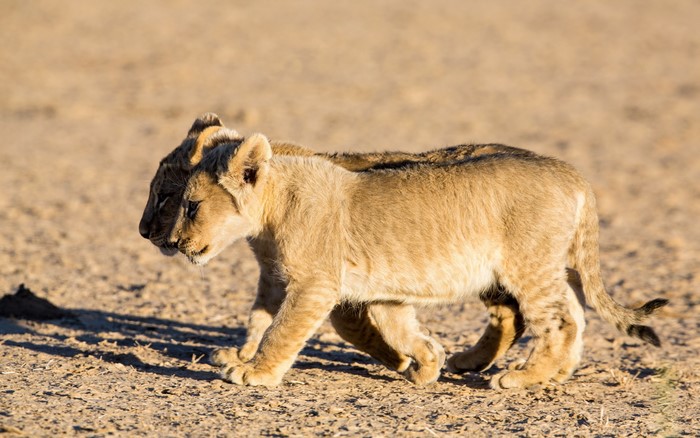 Two lion cubs walking on dry ground