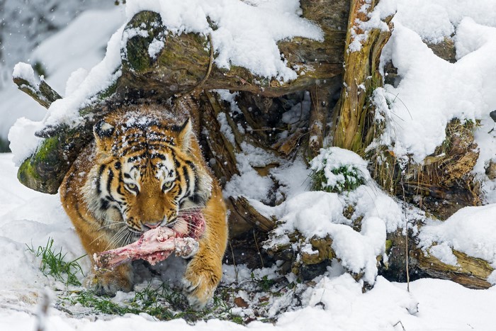 Tiger eating meat in the snow