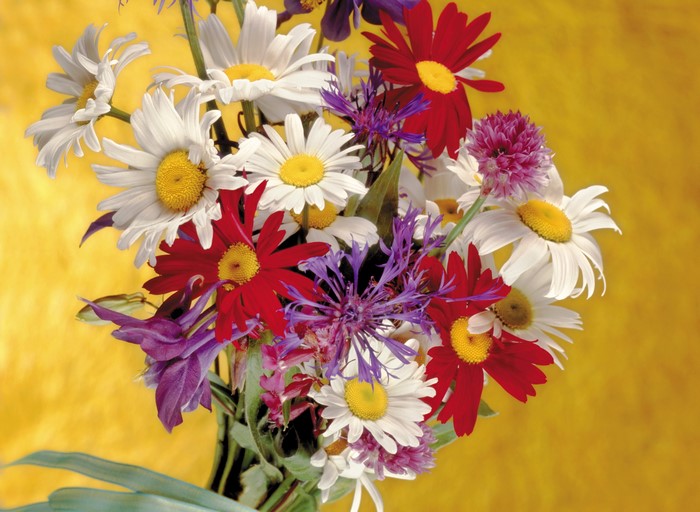 Bouquet of wildflowers with daisies and red flowers