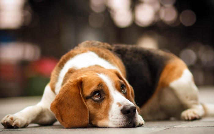 Beagle dog lying down and looking up