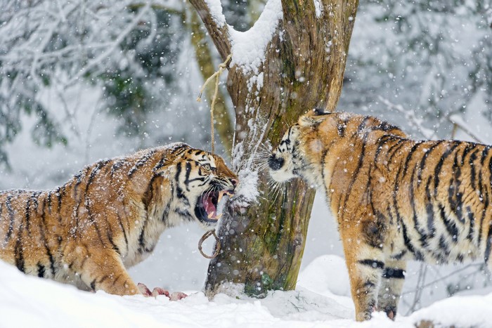 Two tigers fighting in the snow