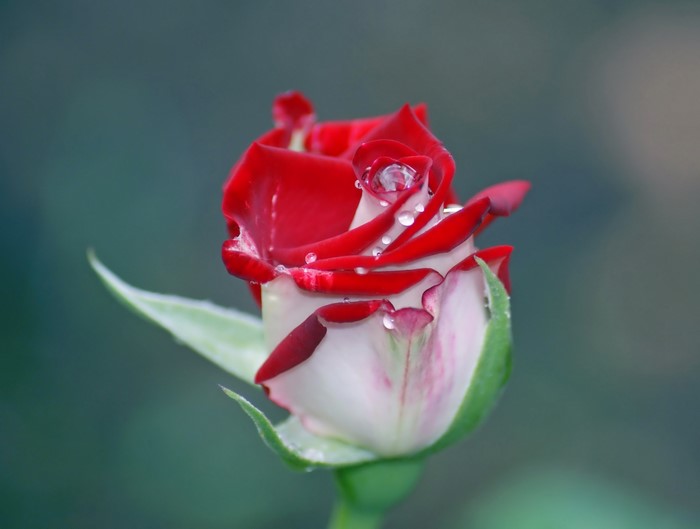 Red and white rose with water drops
