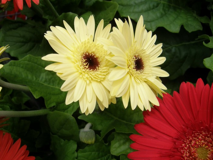 Two yellow Gerberas with red Gerberas in the foreground