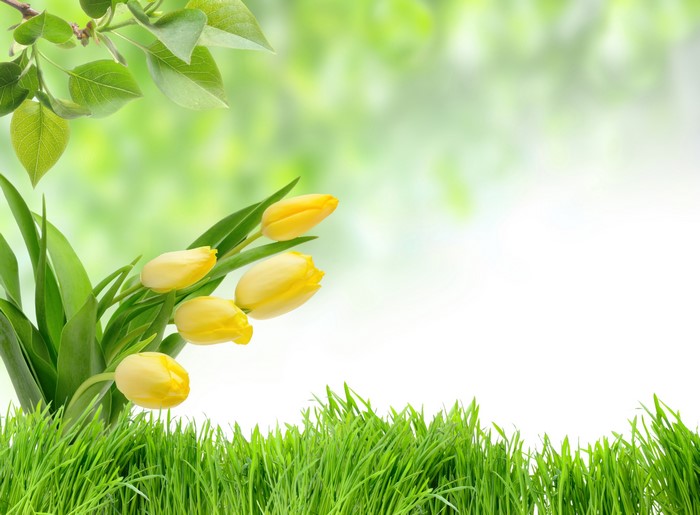 Yellow Tulips and Green Grass with Foliage