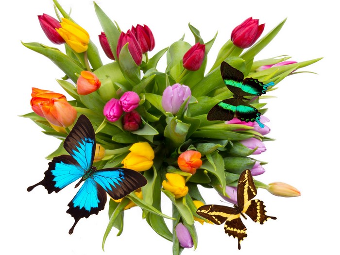 Tulips and Butterflies