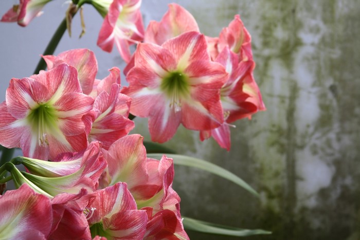 Pink and white Amaryllis flowers