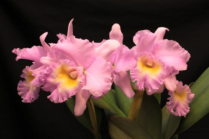 Pink Cattleya Orchid Flowers