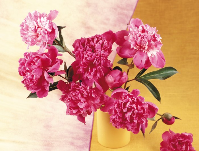 Pink Peonies in a Yellow Vase