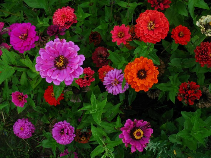 A variety of colorful Zinnia flowers in bloom