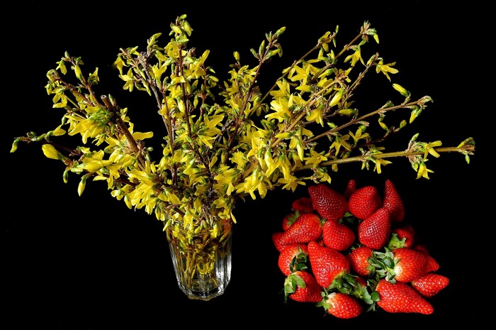 Yellow Forsythia Flowers and Strawberries