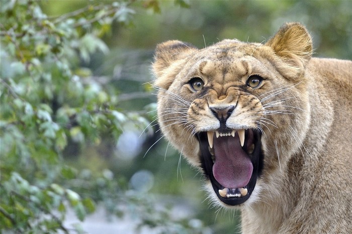 Lioness Roaring with Teeth Exposed