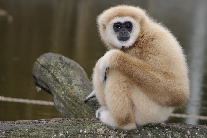 A gibbon monkey sits on a log near water