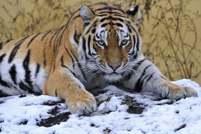 Tiger lying in the snow