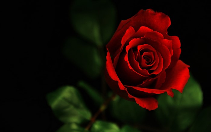 A single red rose with green leaves on a black background