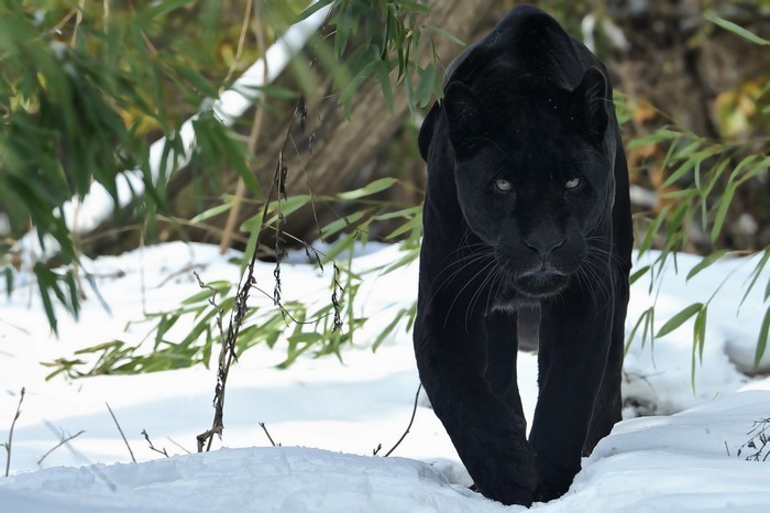 Black panther walking in the snow