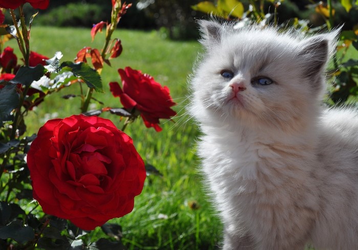 Fluffy kitten with red roses in a garden