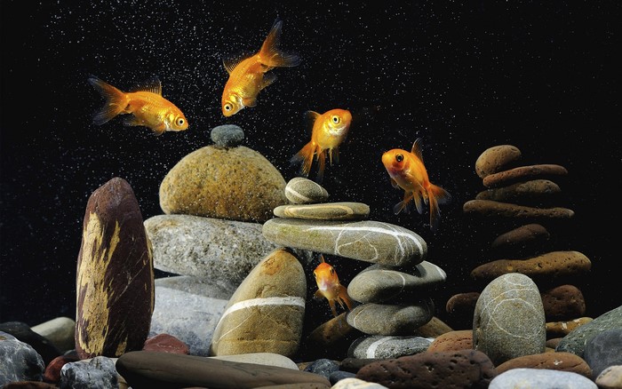 Goldfish swimming among stacked stones in an aquarium