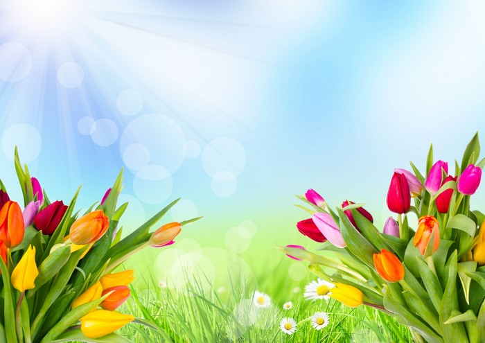 Tulips with Rays of Light