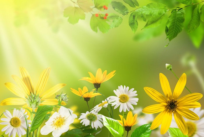 4K Camomiles and Foliage