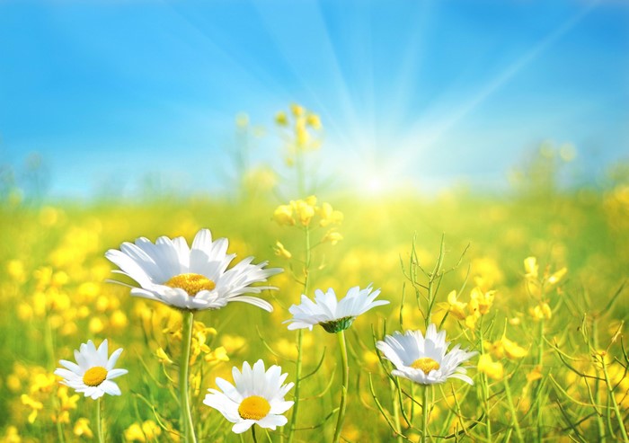 Field of daisies and yellow flowers under the sun