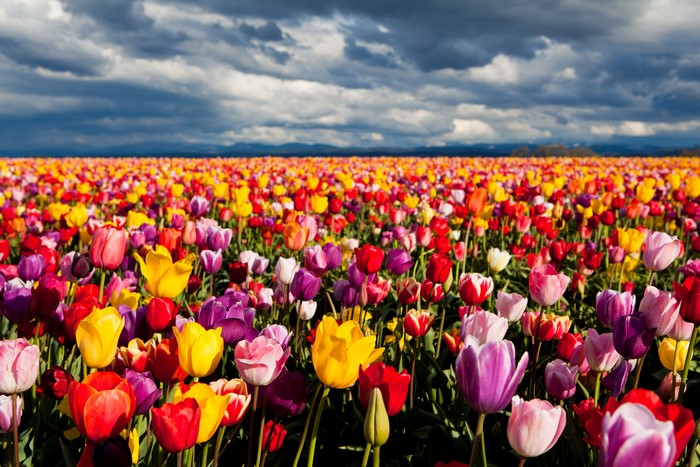 Field of Colorful Tulips Under Cloudy Sky
