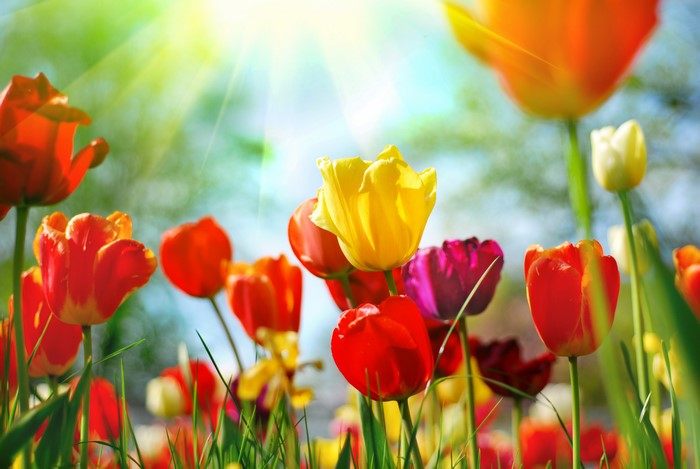 Tulips in Sunlight with Rays of Light