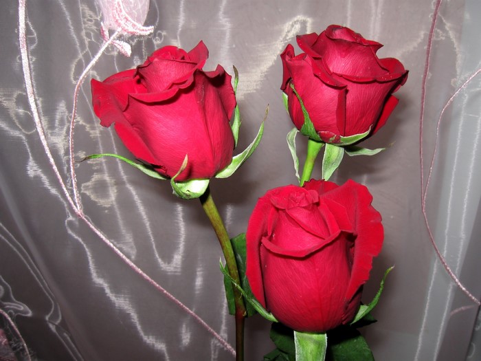 Three red roses against a sheer curtain