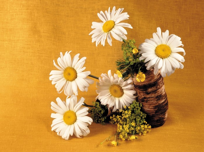 Daisies in a Wooden Vase