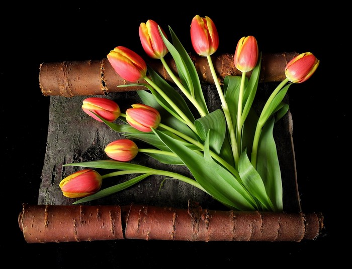 Red and yellow tulips on dark wood