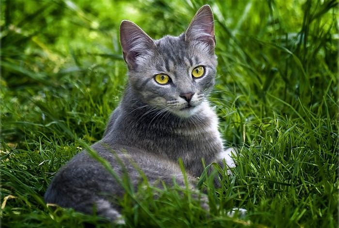 Grey tabby cat with yellow eyes in grass