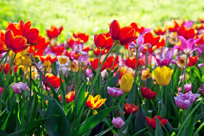 Field of Many Colorful Tulips