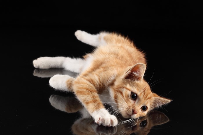 Orange Tabby Kitten Lying Down