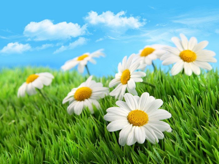 4K Camomiles in Green Grass