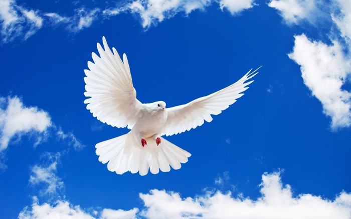 White Dove in Flight Against Blue Sky
