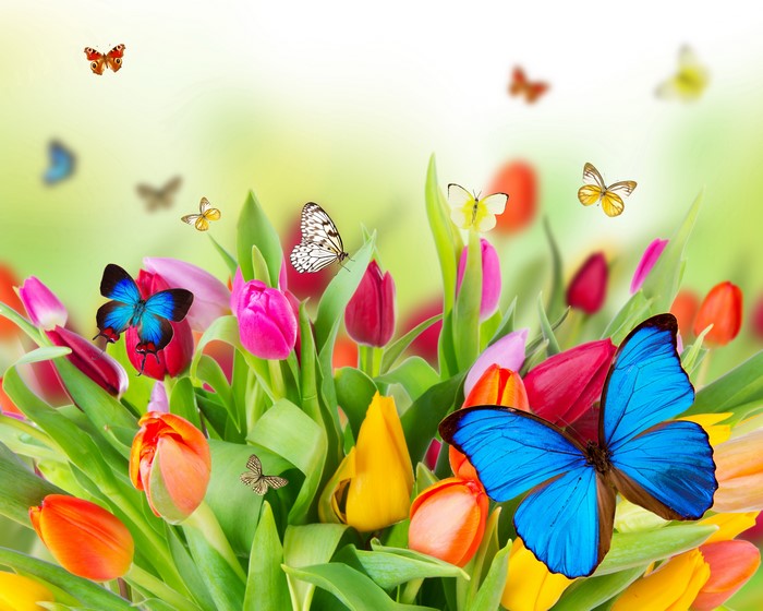 4K, 5K, Tulips, Butterflies, Foliage, HD Wallpaper | Rare Gallery