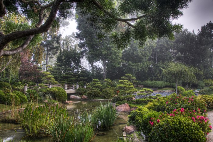 Earl Burns Miller Japanese Garden with Pond and Bridge