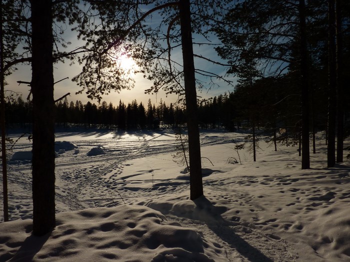 Winter landscape with sun and trees in Norrbotten