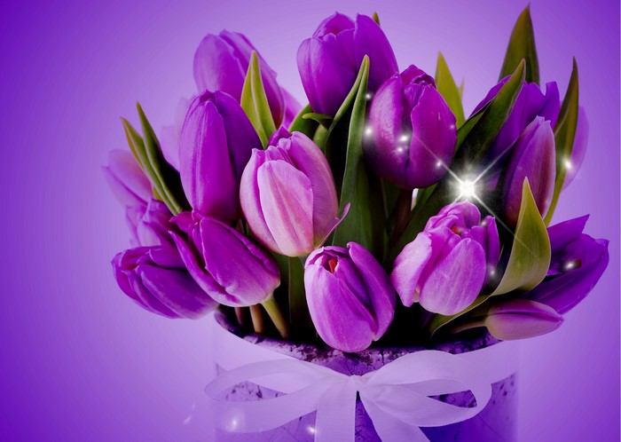Bouquet of Violet Tulips