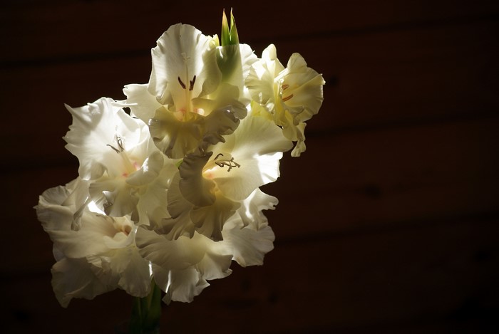 White Gladioluses in Dramatic Light